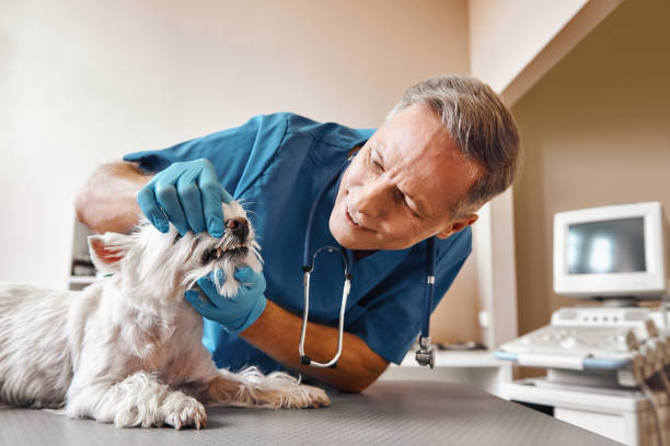 Best Same-Day Emergency Dental Services in King, NC